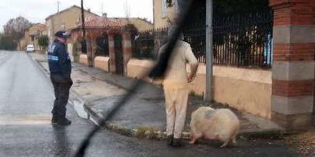 La fuyarde dans les rues du centre-ville./Photo DR Gendarmerie de Haute-Garonne